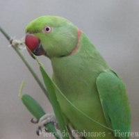 Psittaciformes (4)