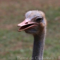 Ratites (1)