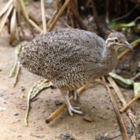 Ratites (3)