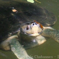 Reptiles (1)