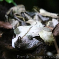 Reptiles (2)