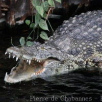 Reptiles (3)