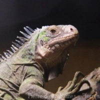 Reptiles (4)