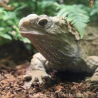 Reptiles (5)