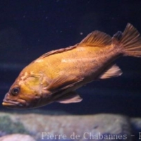 Scorpaeniformes (2)