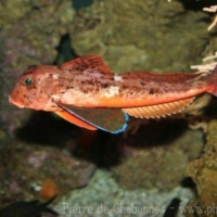 Scorpaeniformes (3)