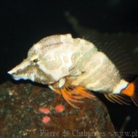 Scorpaeniformes (4)