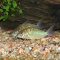 Siluriformes (1)
