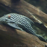 Siluriformes (2)