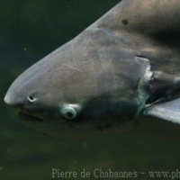 Siluriformes (3)