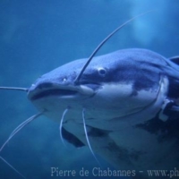 Siluriformes (4)