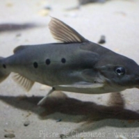 Siluriformes (5)