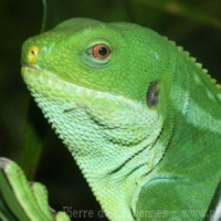 Species (2)