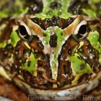 Species (3)