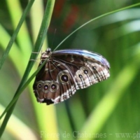 Species (5)