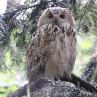 Strigiformes (1)