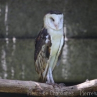 Strigiformes (2)