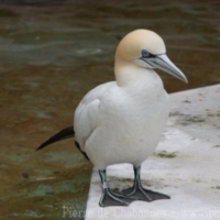 Suliformes (2)