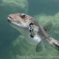 Tetraodontiformes (2)