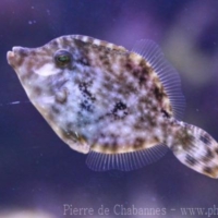 Tetraodontiformes (3)