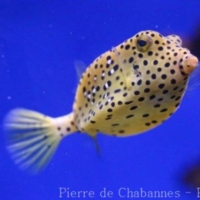 Tetraodontiformes (4)