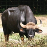 Ungulates (2)