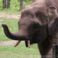 Ungulates (4)