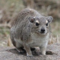 Ungulates (6)