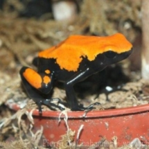 Adelphobates galactonotus