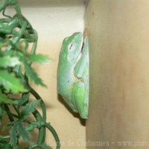 Agalychnis annae