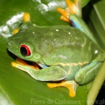 Agalychnis callidryas