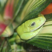 Agalychnis dacnicolor