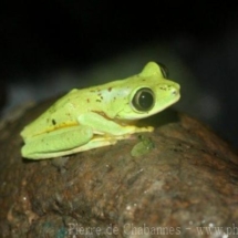 Agalychnis lemur