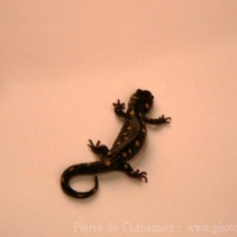 Ambystoma maculatum