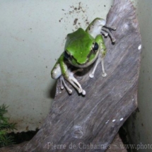 Amnirana galamensis