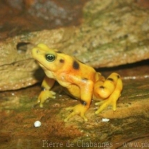 Atelopus zeteki