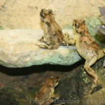 Barbarophryne brongersmai