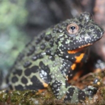 Bombina orientalis