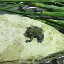 Bombina pachypus