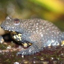 Bombina variegata