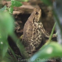 Bufo bufo