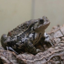 Bufo japonicus formosus