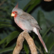 Cardinalis sinuatus fulvescens