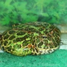 Ceratophrys ornata