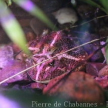 Chacophrys pierroti