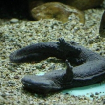Cryptobranchius alleganiensis alleganiensis