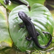 Cynops ensicauda ensicauda