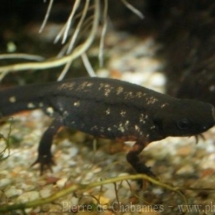 Cynops ensicauda popei
