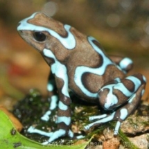Dendrobates auratus