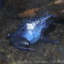 Dendrobates tinctorius azureus